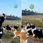 ‘Why Should Humans Have All the Fun’: Nagaland Minister Temjen Imna Along Shares Adorable Video of Dogs Playing Catch With a Balloon